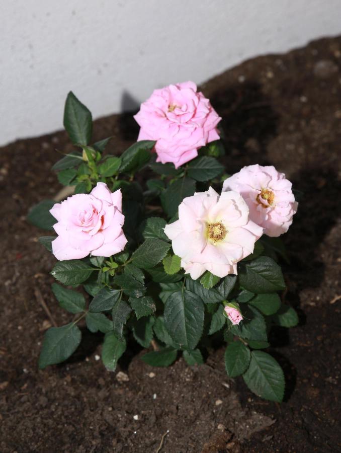 Piedimonte San Germano B&B La La Rose מראה חיצוני תמונה